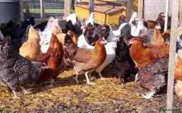 Chickens poultry for sale: Point of Lay Chickens - Image 1