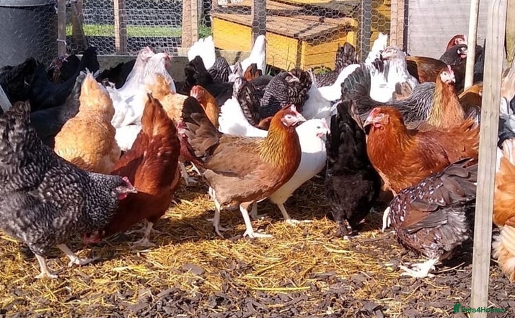 Chickens poultry - Advert 1