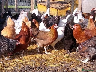 Chickens poultry - Advert 13