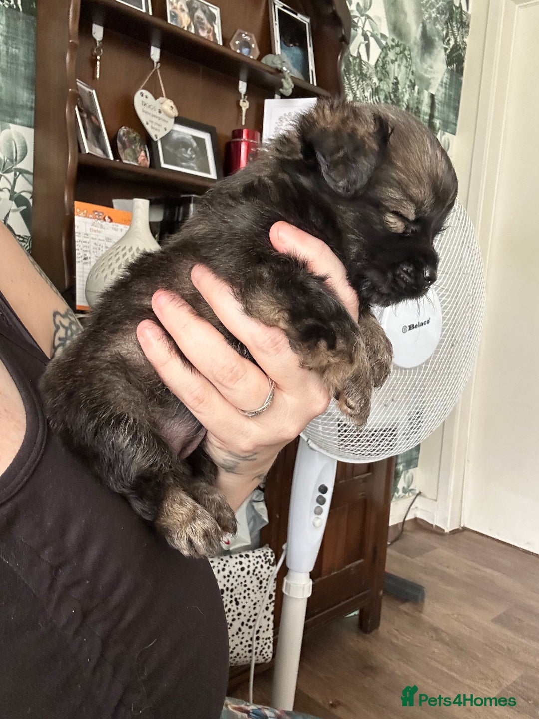 Mixed Breed dogs for sale: American cocker spaniel x Pomeranian  - Image 32