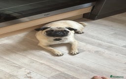 Puggle dogs for sale: Maya pug  - Image 11