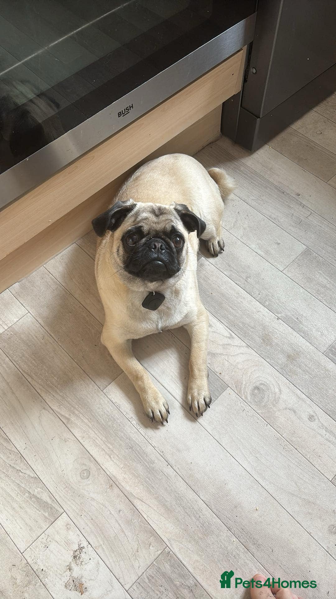 Puggle dogs for sale: Maya pug  - Image 11