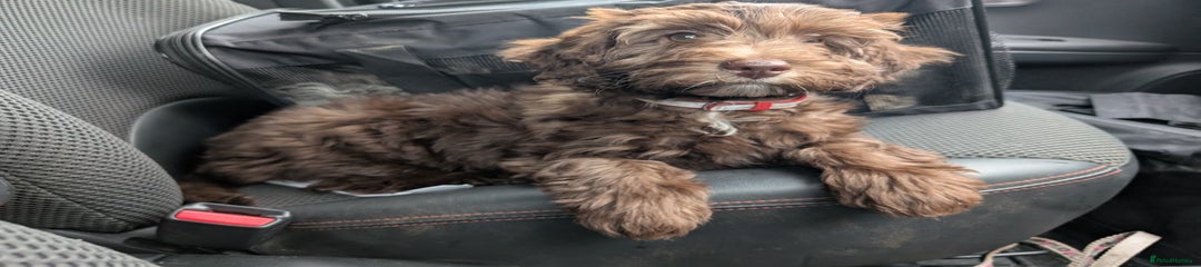 Labradoodle Puppy 2