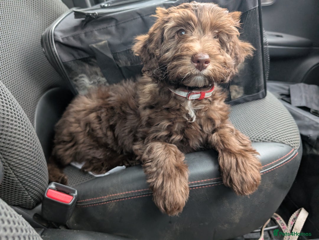Labradoodle dogs for sale: Mini Chocolate Labradoodle DNA checked  - Image 4