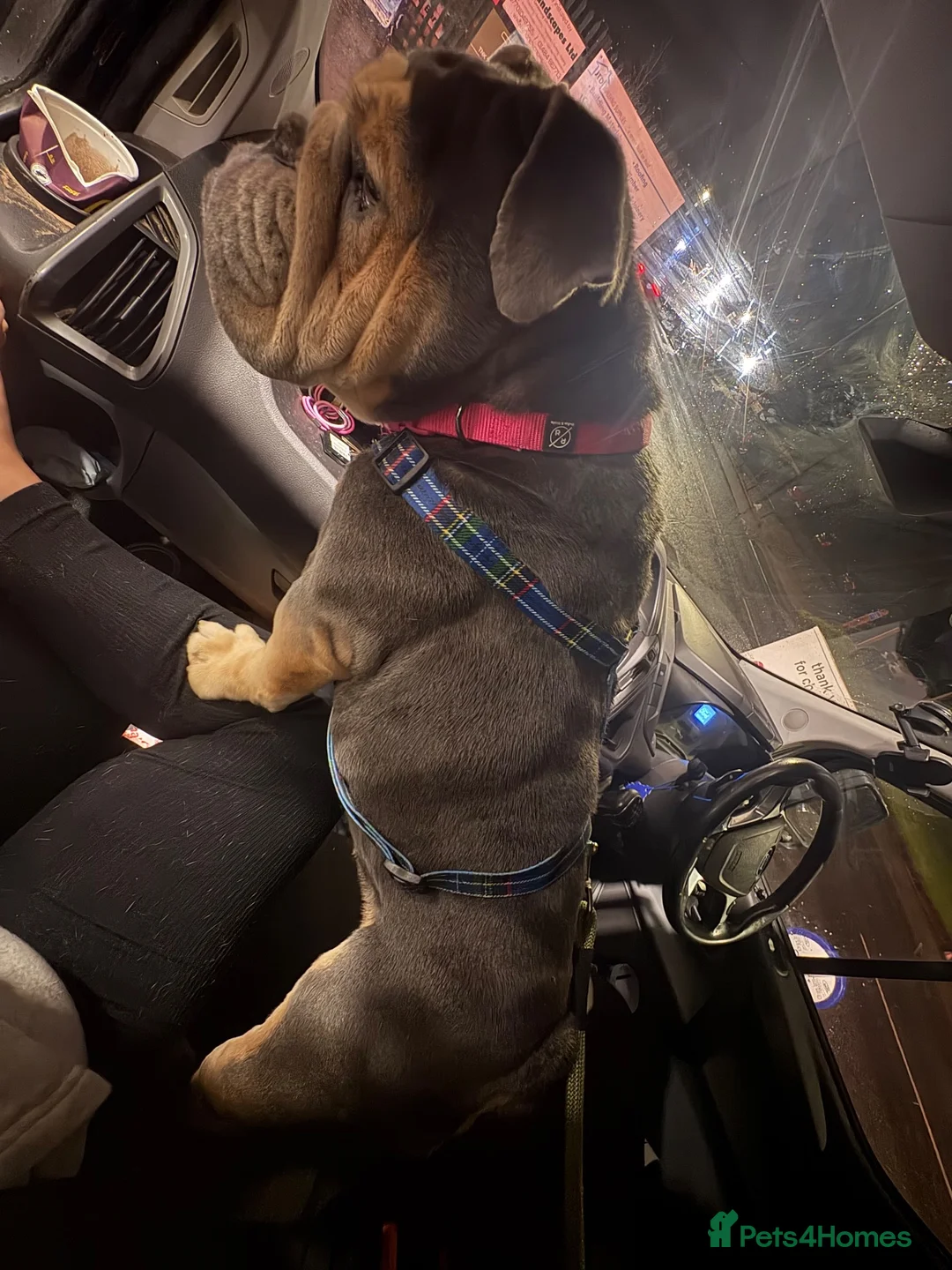 English Bulldog dogs for sale: Blue tri English bulldog female - Advert 5