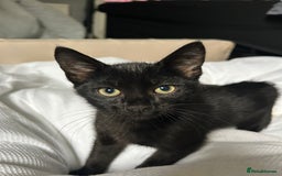 Domestic Shorthair cats for sale: Beautiful black domestic short hair kittens - Advert 4