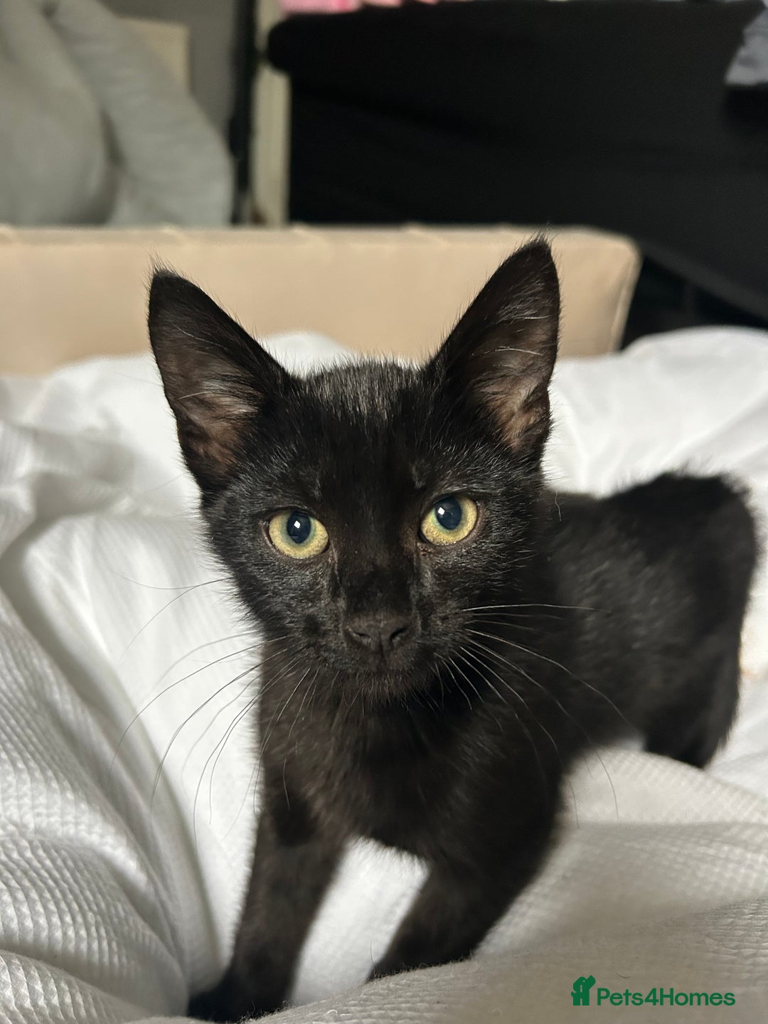Domestic Shorthair cats for sale: Beautiful black domestic short hair kittens - Advert 4