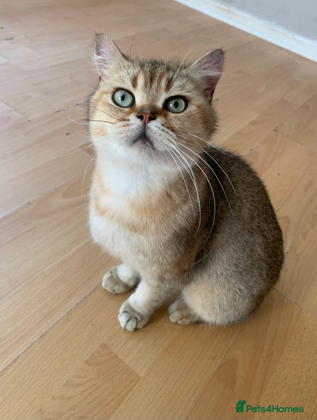 Scottish Fold cats for sale: Scottish Straight Cats  - Image 1