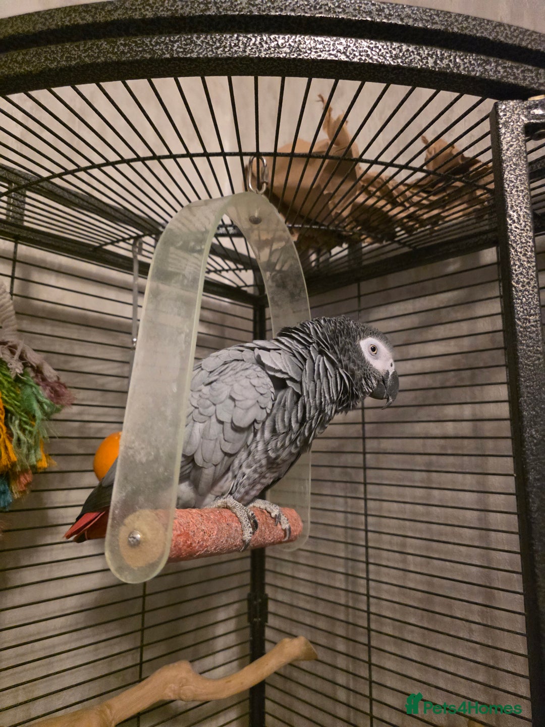 Parrots birds for sale: Congo African Grey female  - Advert 2
