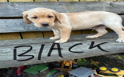 Labrador Retriever dogs for sale: Lovely Labrador pups - Image 22
