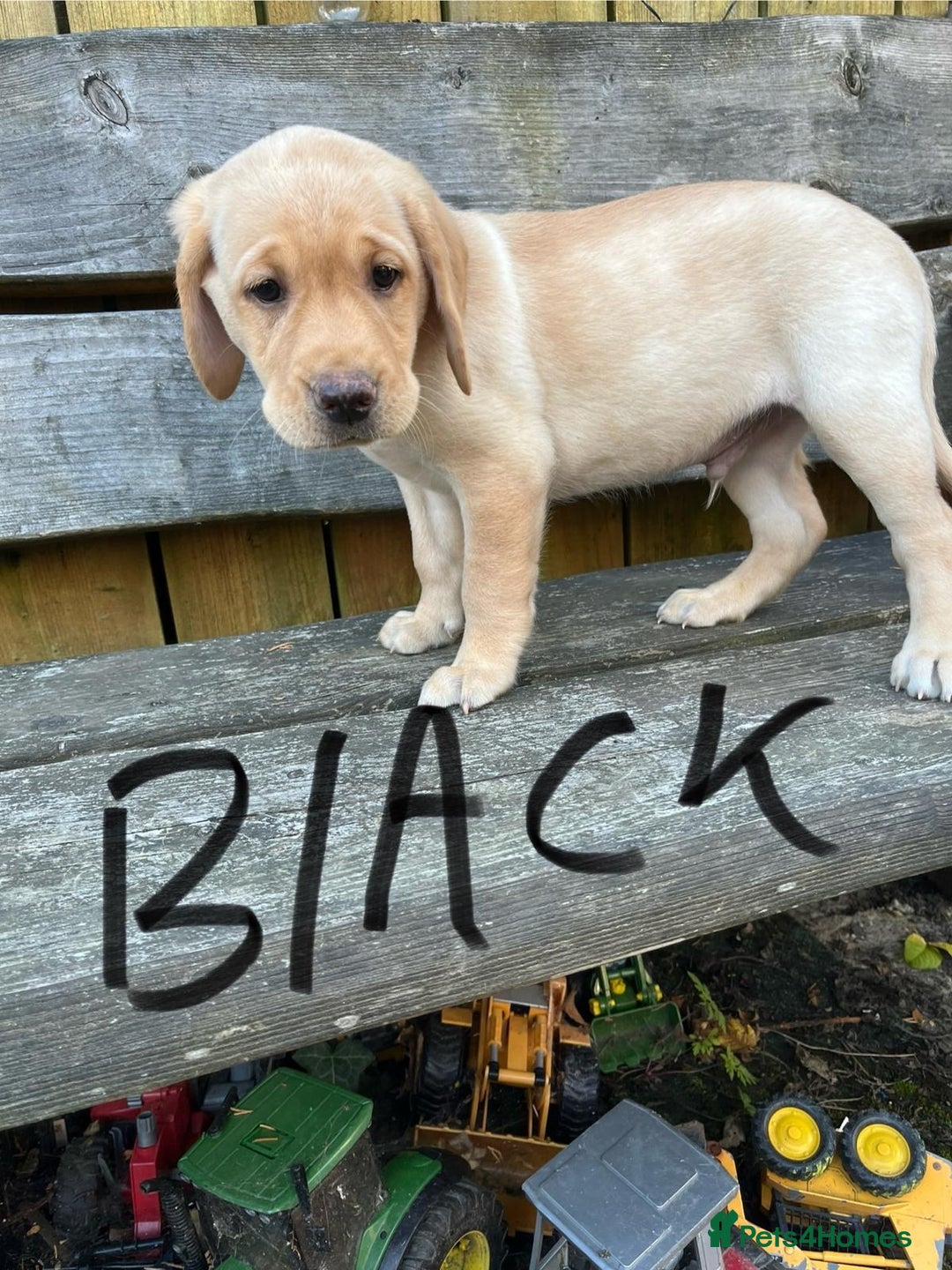 Labrador Retriever dogs for sale: Lovely Labrador pups - Image 22