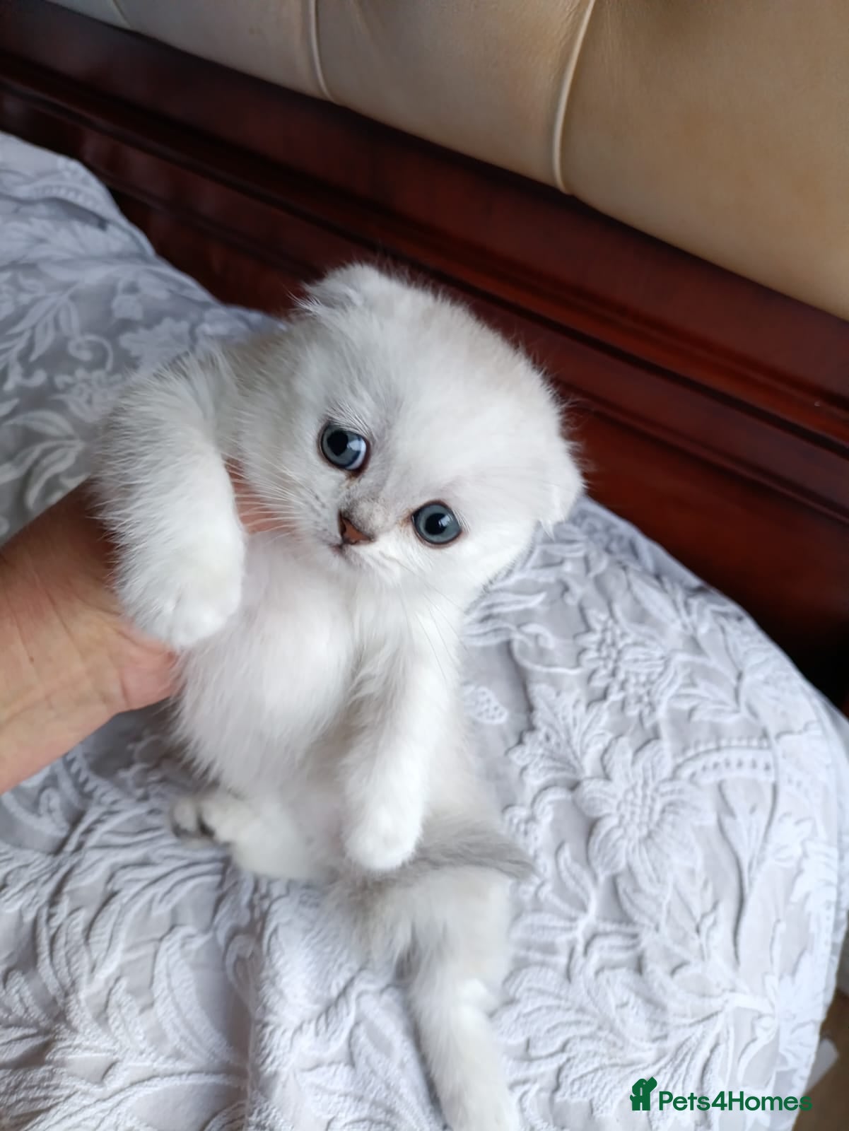 British Shorthair cats Last one Amazing girl fold available  - Advert 4