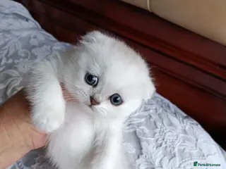 British Shorthair cats Last one Amazing girl fold available - Advert 4