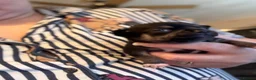 Chihuahua dogs for sale: One male and female left - Advert 8