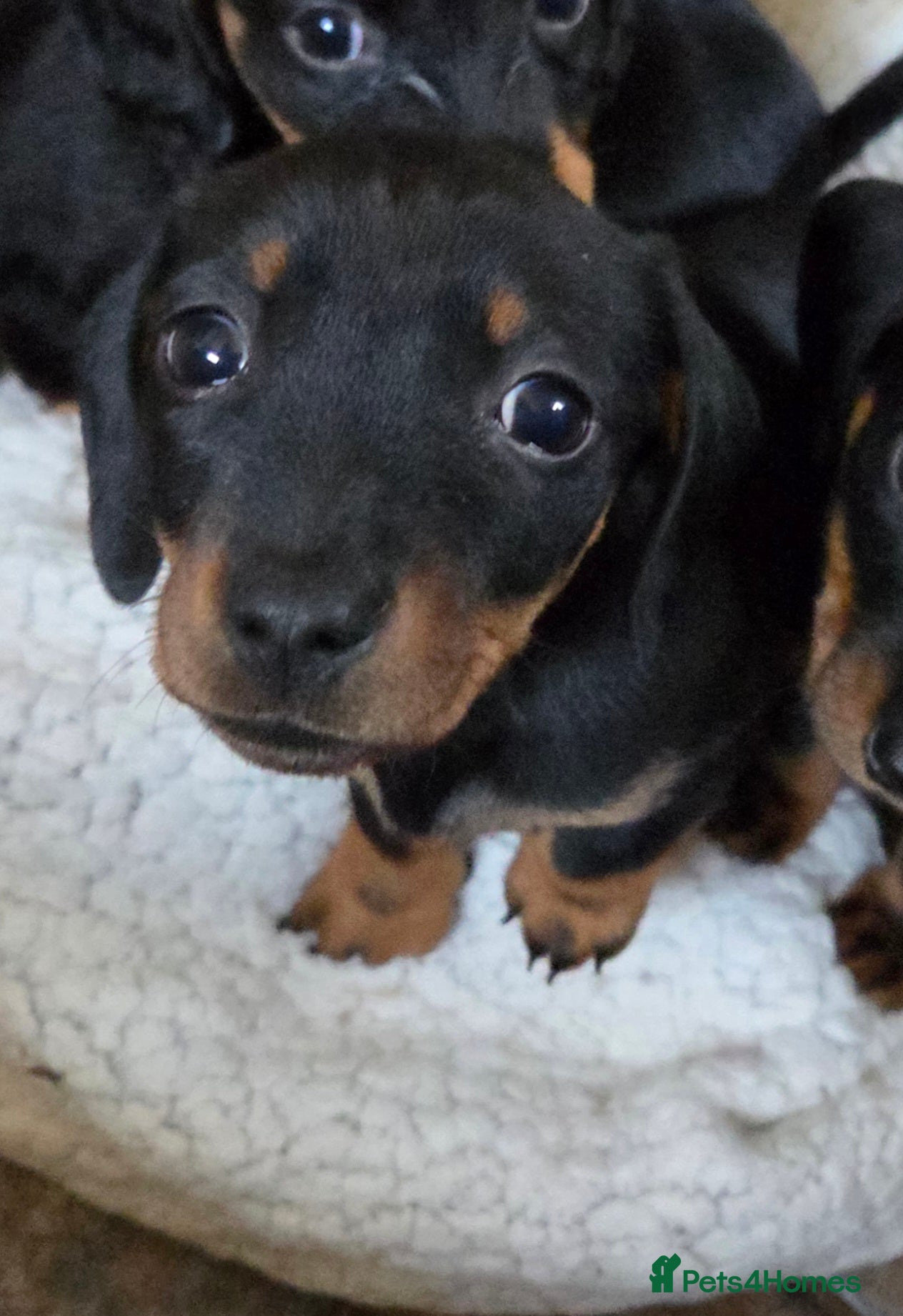Miniature Dachshund dogs **1 girl left** Miniature Dachshunds - Advert 2