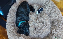 Shih Tzu dogs for adoption: 💙🐶 LAURIE - a gentle 6-7 yo Shih Tzu boy🐶💙 - Image 10
