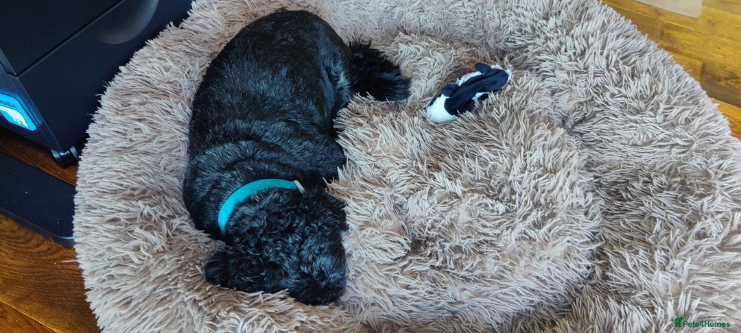 Shih Tzu dogs for adoption: 💙🐶 LAURIE - a gentle 6-7 yo Shih Tzu boy🐶💙 - Image 10