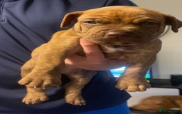 Mixed Breed dogs for sale: American bull staffy cross cross presa canario - Image 12