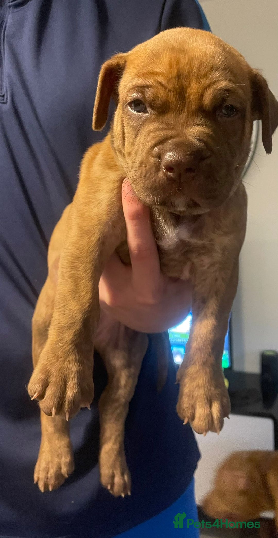 Mixed Breed dogs for sale: American bull staffy cross cross presa canario - Image 12