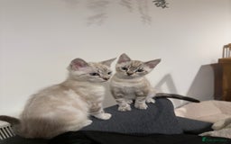 Bengal cats for sale: Buzz and Woody - Image 18