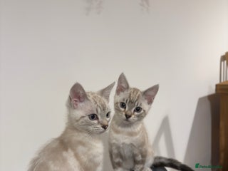 Bengal cats Buzz and Woody - Advert 15