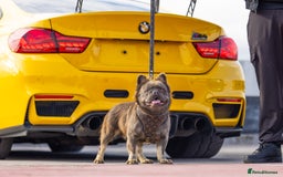 French Bulldog dogs for stud: 🧸🧸Full fluffy French bulldog🧸🧸 in Margate - Advert 1