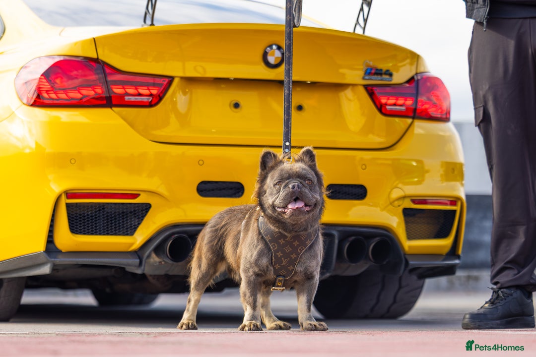 French Bulldog dogs for stud: 🧸🧸Full fluffy French bulldog🧸🧸 in Margate - Advert 1