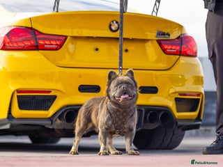French Bulldog dogs in Margate - Advert 20