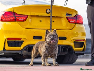 French Bulldog dogs 🧸🧸Full fluffy French bulldog🧸🧸 in Margate - Advert 24