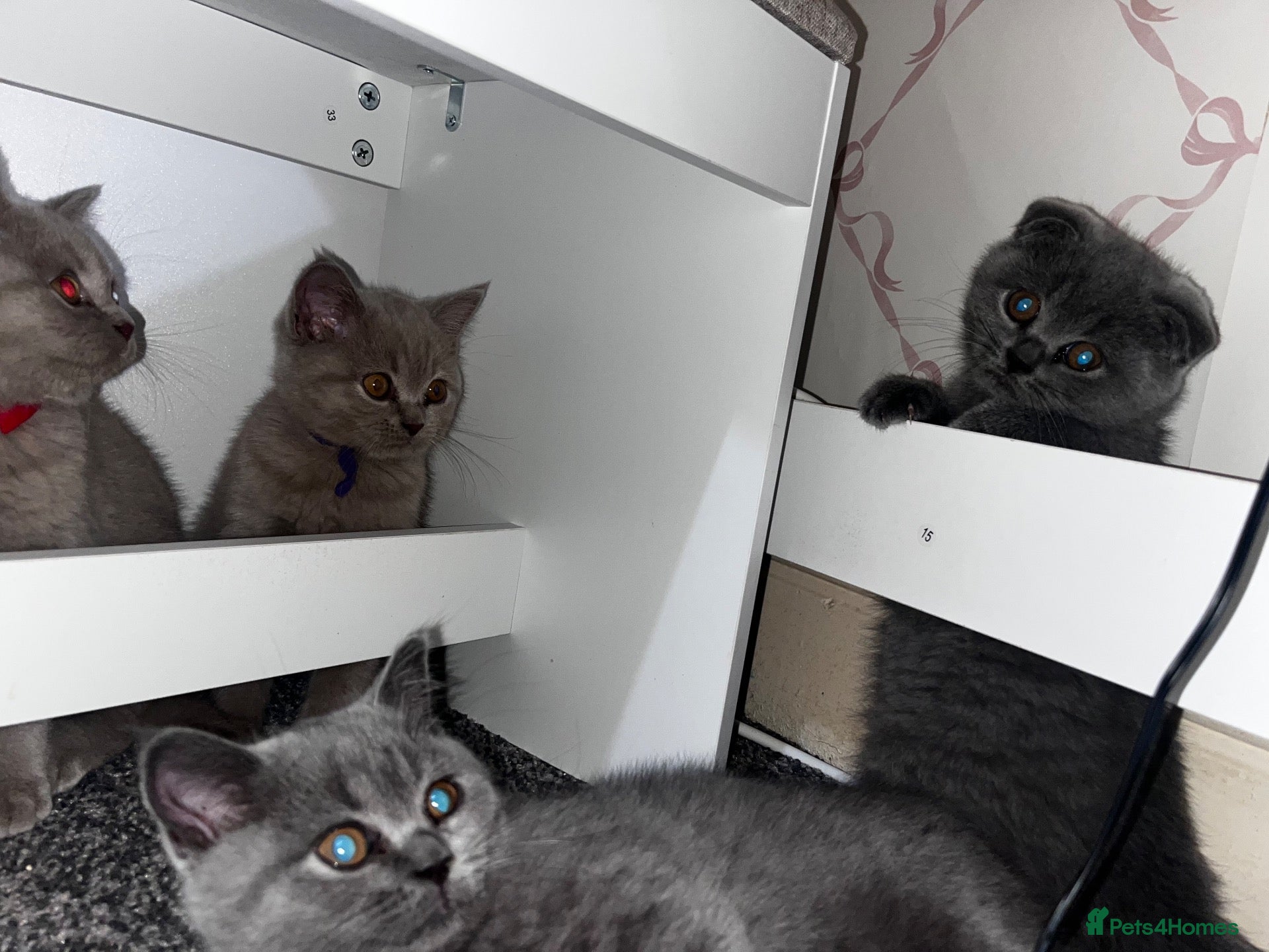 British Shorthair cats 6 little babies looking for a loving home - Advert 12