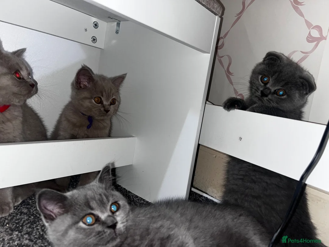 British Shorthair cats for sale: 6 little babies looking for a loving home - Advert 1