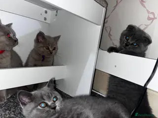 British Shorthair cats 6 little babies looking for a loving home - Advert 12