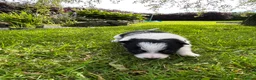 Border Collie dogs for sale: Adorable Border Collie puppies  - Advert 18