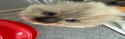 Ragdoll cats for sale: Ragdoll - Advert 9