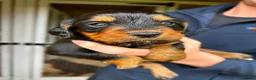 Cocker Spaniel dogs for sale: Champion Bred Litter of Working Cocker Spaniels  - Advert 6