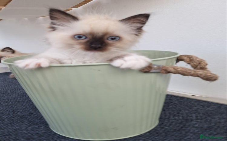 Ragdoll cats - Advert 4