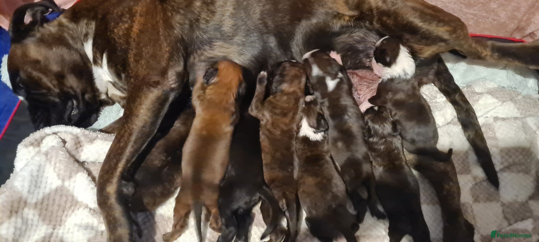 Boxer dogs for stud: New UK. Boxer Champion Bloodlines   - Image 8