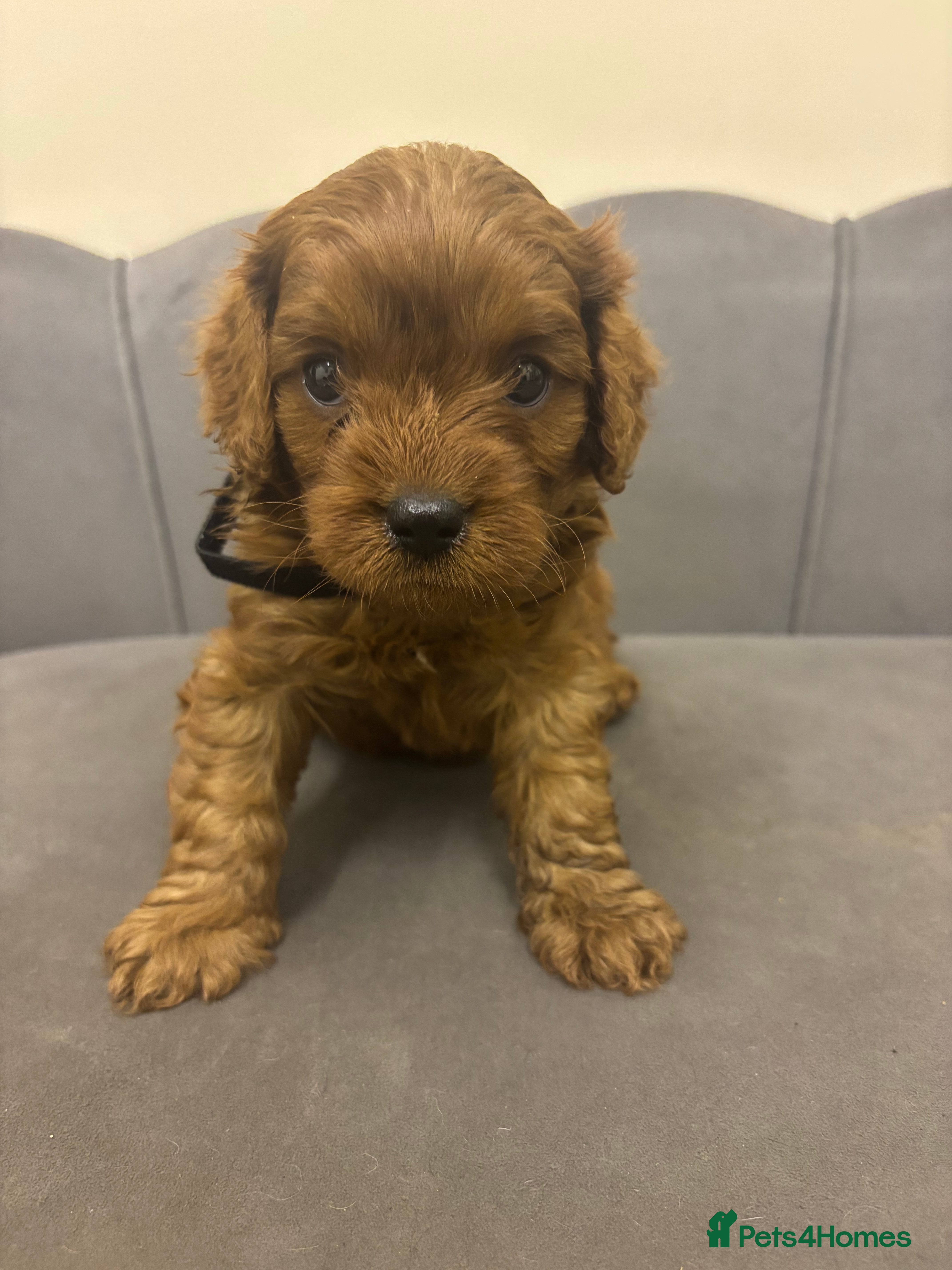 Cavapoo dogs Stunning F1 Toy Cavapoo Pups - Advert 2