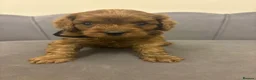 Cavapoo dogs for sale: Stunning F1 Toy Cavapoo Pups - Advert 2