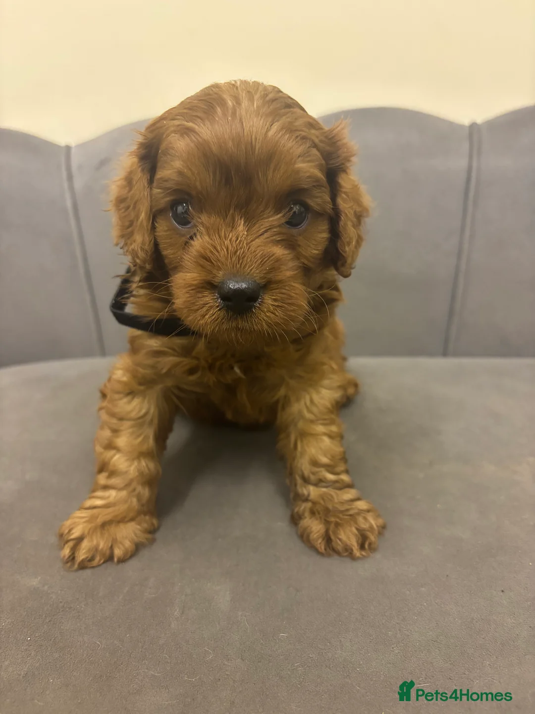 Cavapoo dogs for sale: Stunning F1 Toy Cavapoo Pups - Advert 2