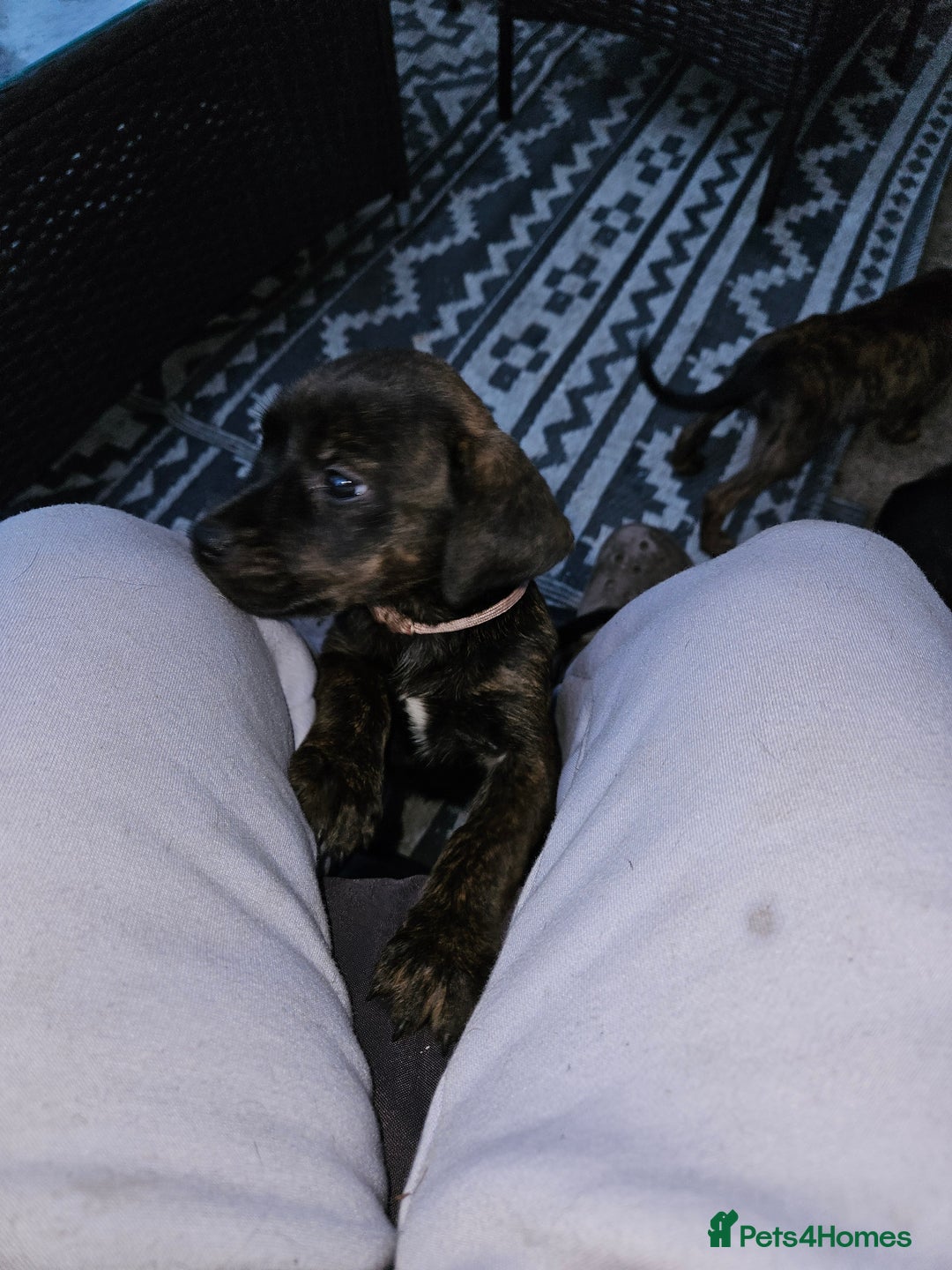 Mixed Breed dogs for sale: staffweiler - Image 1