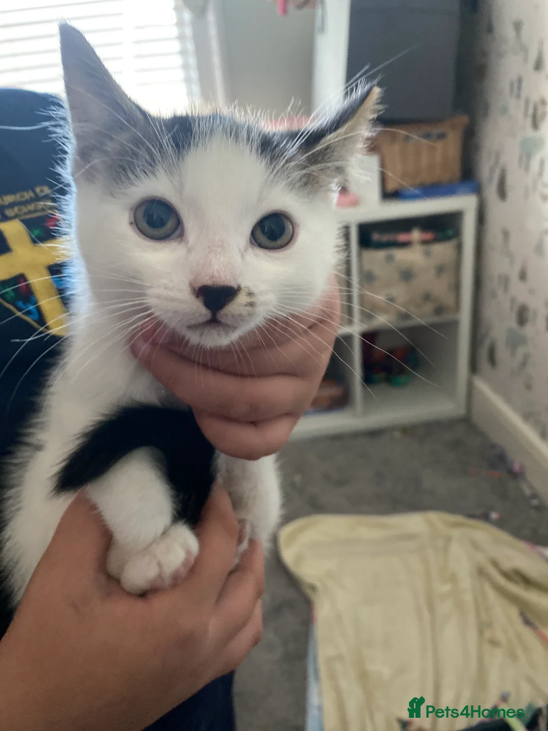 Domestic Shorthair cats for sale: Male Kitten  in Torquay - Advert 3