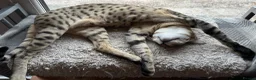 Savannah cats for sale: Savannah F4 girls - Advert 37