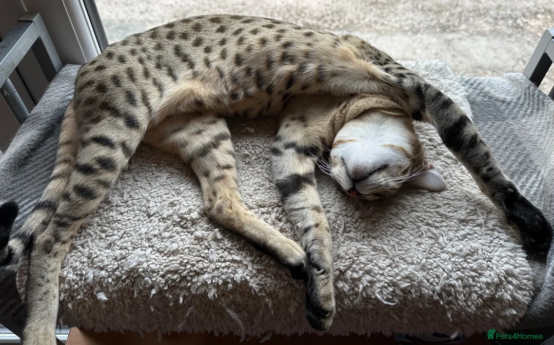 Savannah cats for sale: Savannah F4 girls - Advert 37