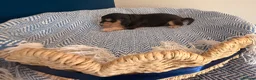 Cocker Spaniel dogs for sale: Outstanding KC registered Cocker Spaniel Puppies  - Advert 16