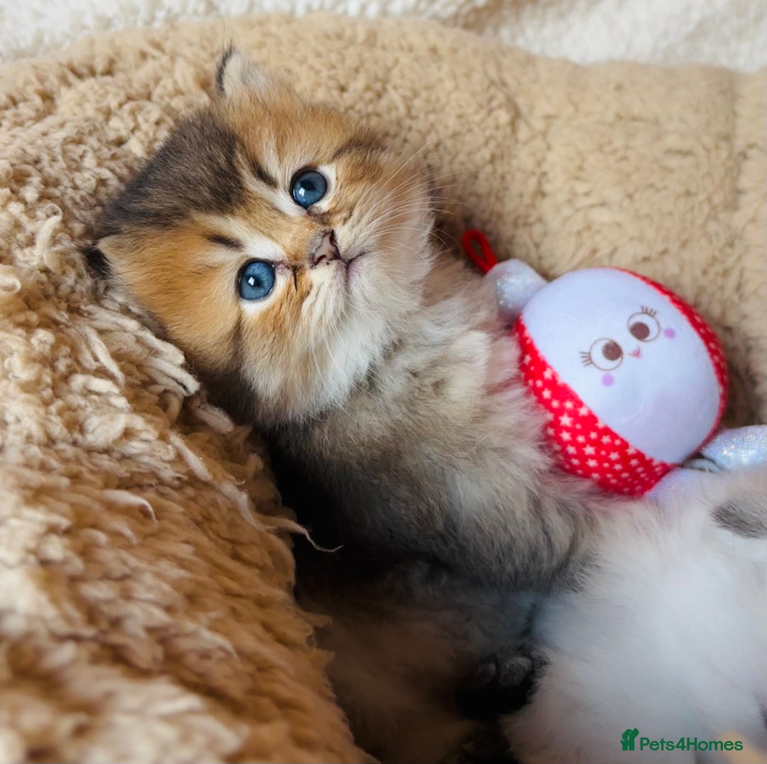 Scottish Fold cats for sale: 🌟🌟🌟🌟🌟Pedigree Scottish Fold Kittens - Image 6