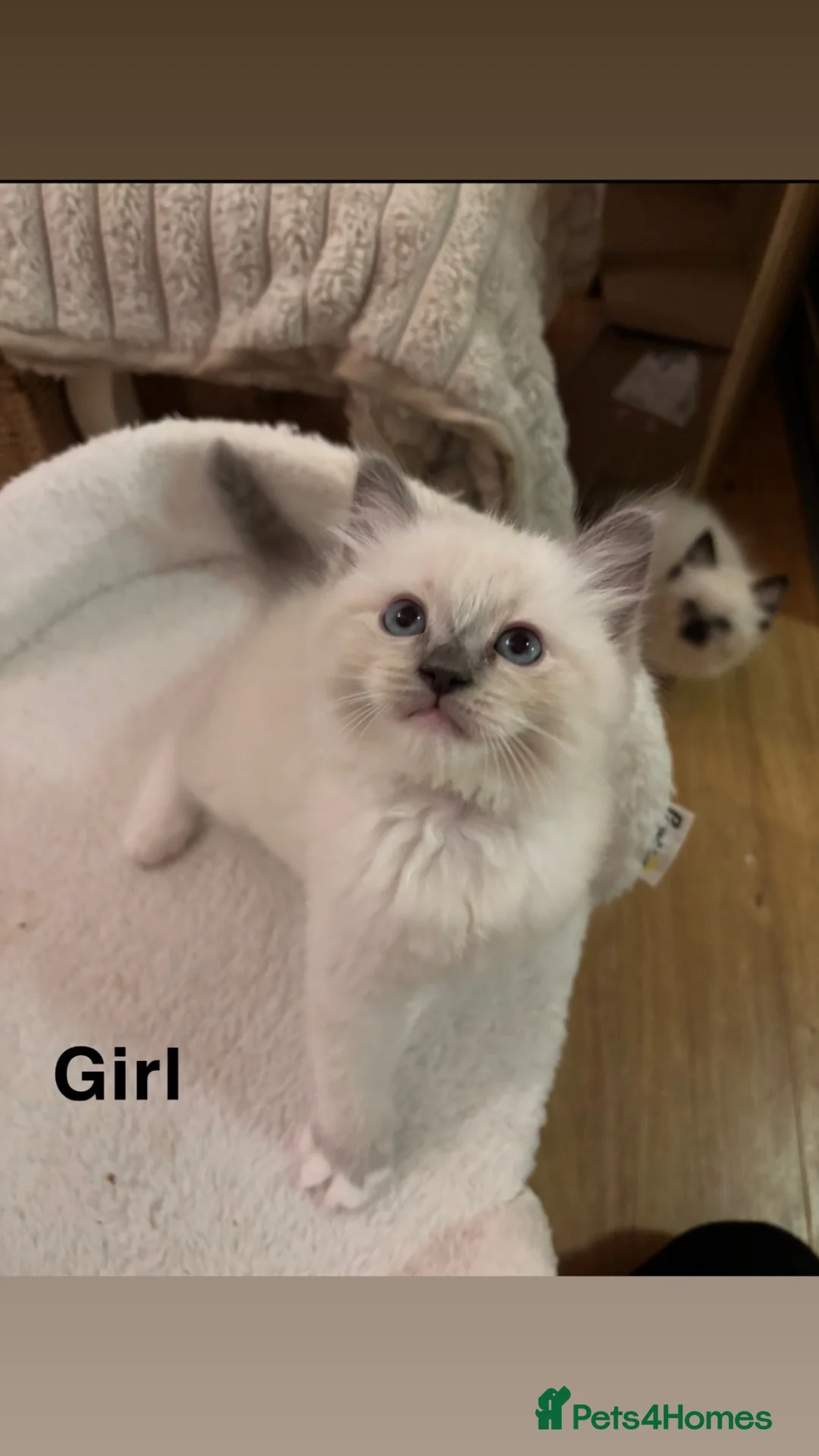 Ragdoll cats for sale: 🐾 Beautiful Ragdoll Kittens 🐾 - Advert 2
