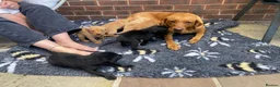 Labrador Retriever dogs for sale: Labrador Puppies  - Advert 15