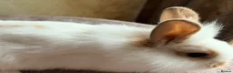 Lionhead rabbits for sale: Beautiful Double Mained Lionheads - Advert 4