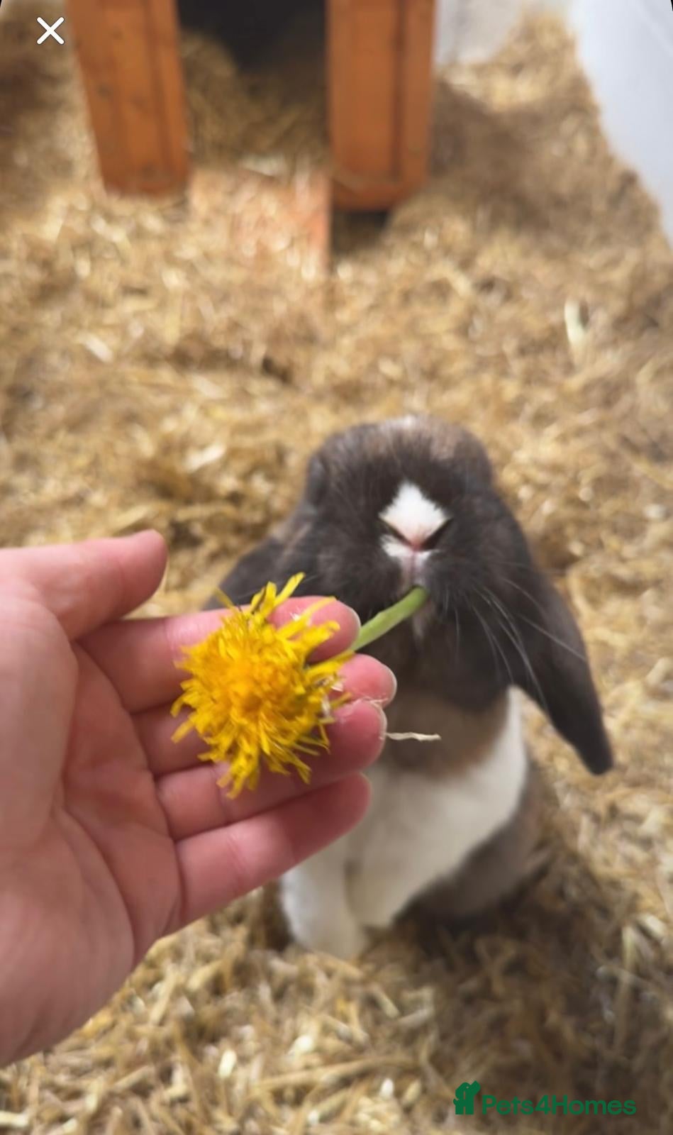 Mini Lop rabbits Super Friendly Broken Smoke Pearl Mini Lop Buck - Advert 2